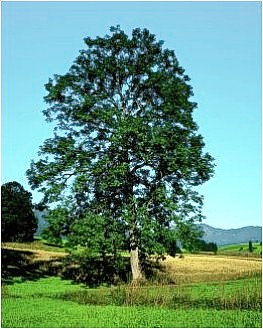 Die Esche - Bildquelle: www.baum-des-jahres.de