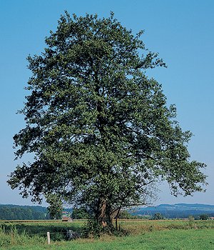 Bildquelle:www.baum-des-jahres.de